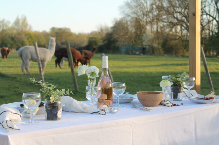 dinner-alpacas