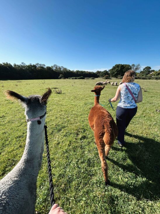 ALPACA WALKING EXPERIENCE